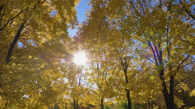 Parque-o-bosque,-con-árboles-de-arce-amarillo-soleado-día-de-otoño-con-cielo-azul