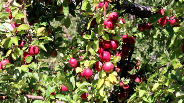 Red-apples-in-a-Tree