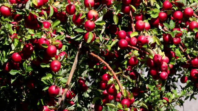 Red-Apples-in-a-Tree