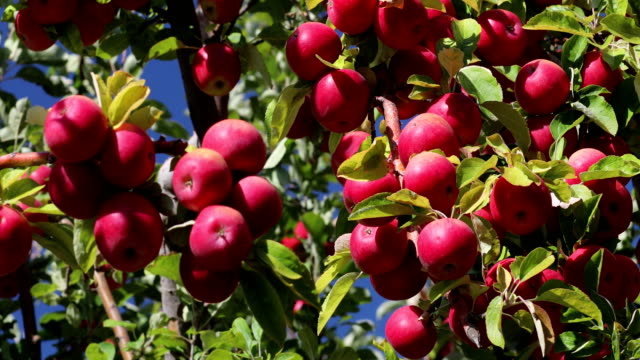 Red-Apples-in-a-Tree