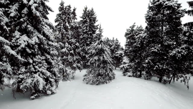 Falling-snow-in-a-winter-mountain-with-snow-covered-trees