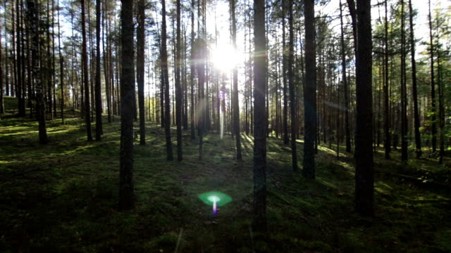 Zu-Fuß-über-tief-Kiefern-Fichten-Wald-gegenüber-der-Sonne,-Sonnenlicht-lens-flare