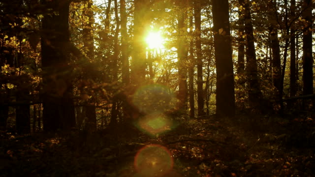 Goldene-Sonnenstrahlen-Licht-Filtern-in-tiefen-Buchenwald