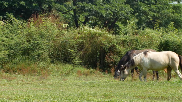 caballos-están-pastando-en-la-hierba-en-el-Prado