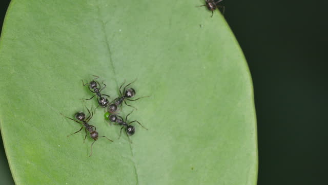 ant-is-sharing-the-juice