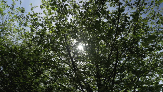 Sol-a-través-de-hojas-de-árbol