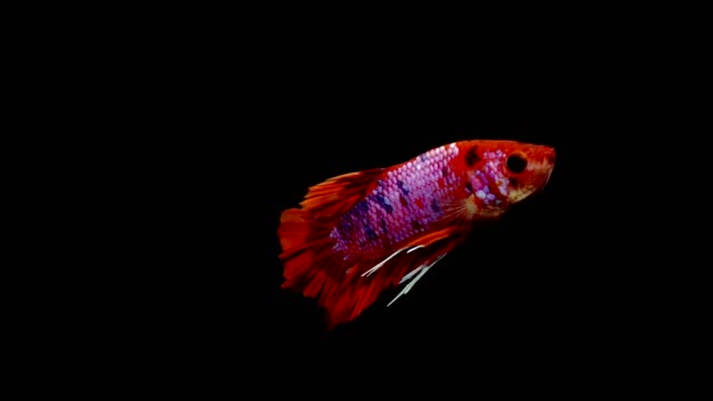 Super-Slow-Motion-der-pulsierenden-siamesische-Kampffische-(Betta-Splendens),-Name-bekannt-ist-Thai,-Plakat
