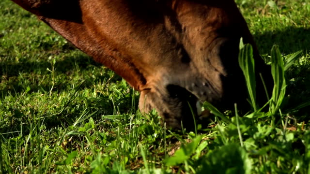 Horse-is-eating-grass