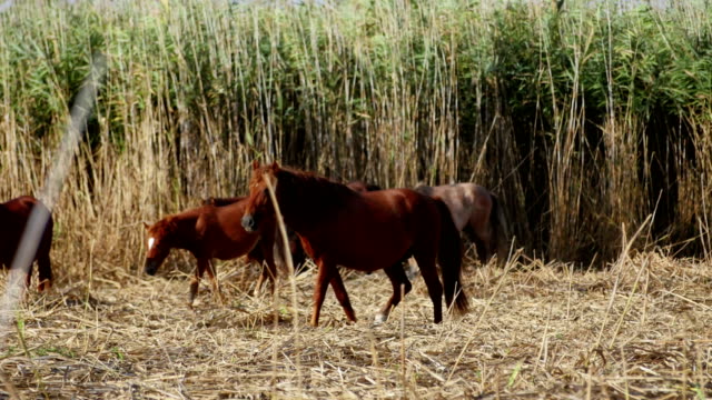 Wilde-Pferde-im-Donaudelta,-Letea-Wald