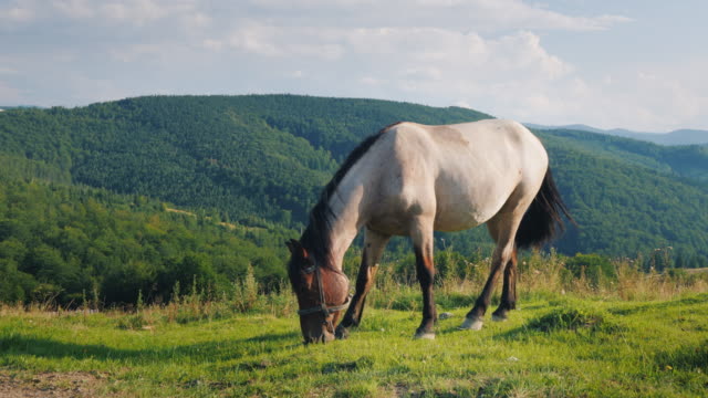 Varios-caballos-pastan-en-un-valle-pintoresco-telón-de-fondo-las-montañas.-Concepto-de-turismo-verde