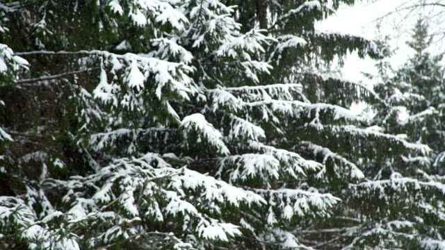 Cae-la-nieve-sobre-las-ramas-de-los-árboles