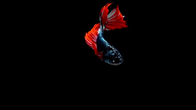 Super-Slow-Motion-der-pulsierenden-siamesische-Kampffische-(Betta-Splendens),-Name-bekannt-ist-Thai,-Plakat