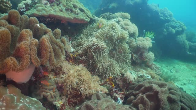 Clownfish-Anemonefish-en-actinia