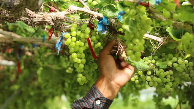 Cerca-mano-de-trabajador-recogiendo-uvas-durante-la-vendimia-en-el-viñedo.-Seleccione-cortar-uvas-no-estándar-de-rama-por-tijeras.