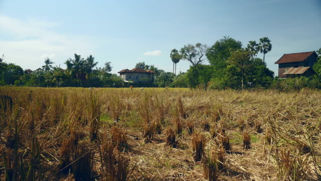 Entfernung-anzeigen-für-Landwirte-Ernten-von-Reis-mit-einer-Sichel