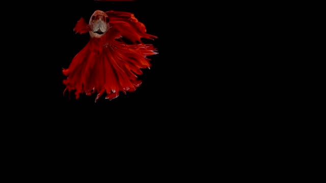 Super-slow-motion-of-RED-Siamese-fighting-fish-(Betta-splendens),-well-known-name-is-Plakat-Thai