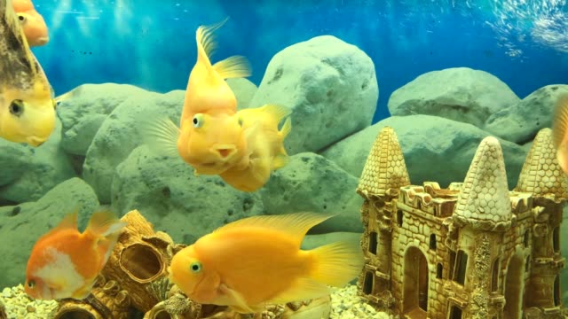 viele-schwimmenden-gelben-Papageienfische-im-aquarium