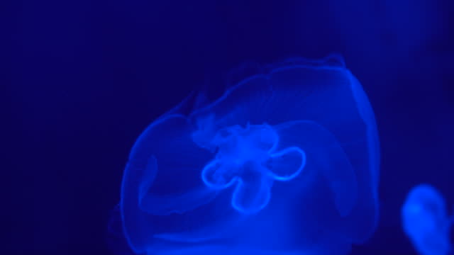 Cámara-lenta-sorprendentes-medusas-flotando-en-el-fondo-azul,-primer-plano