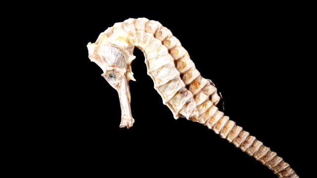 dried-seahorse-being-lighted-up-in-dark