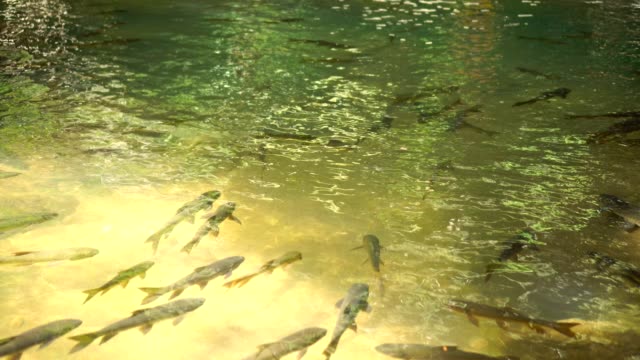Fishs-Fluß-im-Teich-Wasserfall-Natur-Hintergrund.