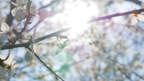 Nahaufnahme-der-Sakura-Baum-Blüte