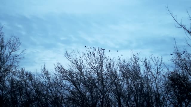 Pájaros-volando