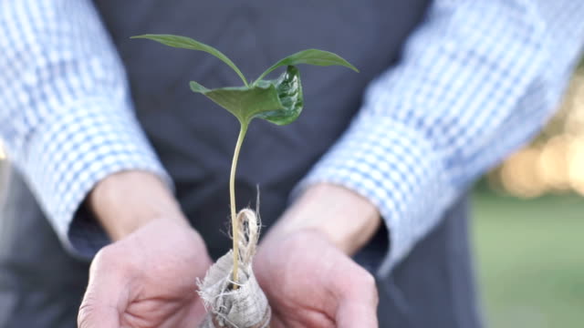 Händen-der-Mann-Bauer-zeigt-und-Pflege-ein-junger-Kaffeebaum-in-Händen-für-die-Bepflanzung