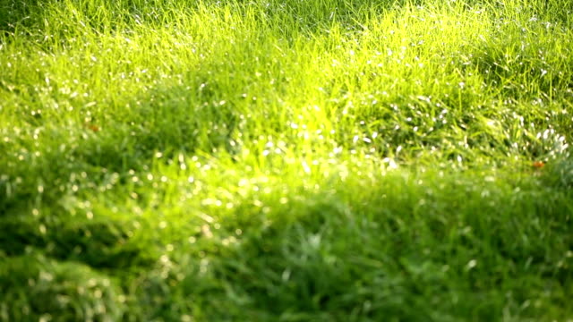 Beautiful-low-field-grass,-long-macro-defocused-shot,-green-plant-blowing-on-the-wind-with-depth-of-field,-spring-meadow,-with-the-sun-shining.-Perfect-for-film,-digital-composition,-background