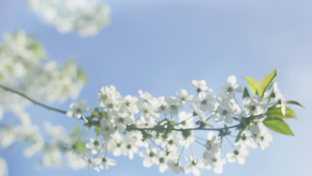 Blühender-Zweig-der-Kirsche-mit-Blendenfleck-ist-schwankend-auf-blauen-Himmelshintergrund