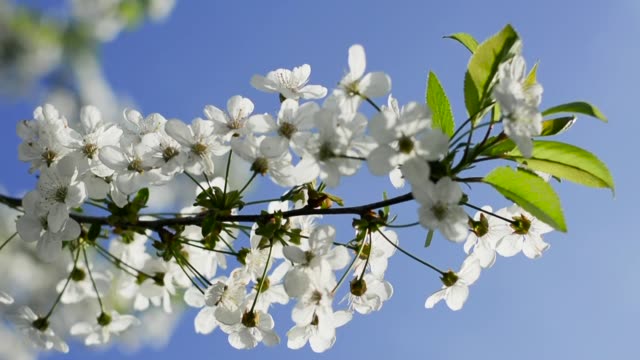 Rama-floreciente-de-la-cereza-con-la-llamarada-de-la-lente-es-balanceándose-sobre-fondo-de-cielo-azul