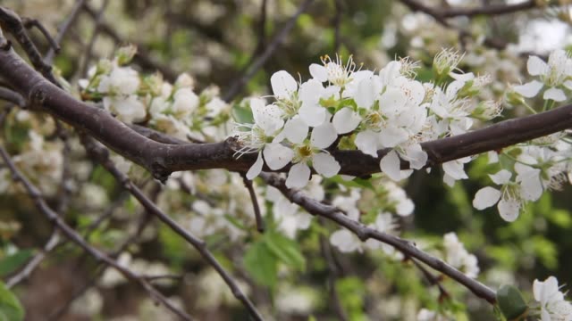 weiße-pflaumeblumen-im-Frühjahr-durch-den-Wind-bewegt