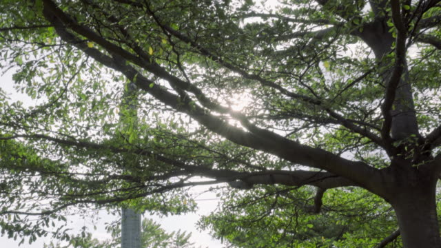 Sun-Ray-Flare-hacia-atrás-el-árbol