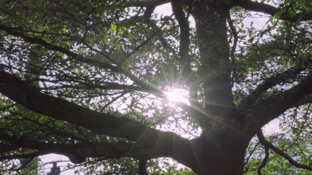 Sun-Ray-Flare-hacia-atrás-el-árbol