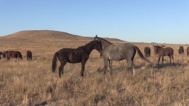 Wild-Horse-Stallions-Sparring