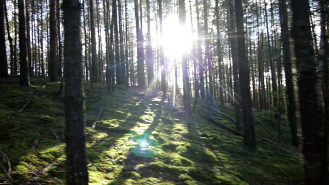 Moving-uphill-in-deep-pine-spruce-forest-opposite-the-sun-POV-Shot