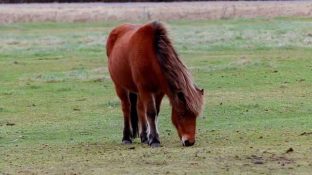 Young-horse-grazing-and-chewing-on-meadow-closeup