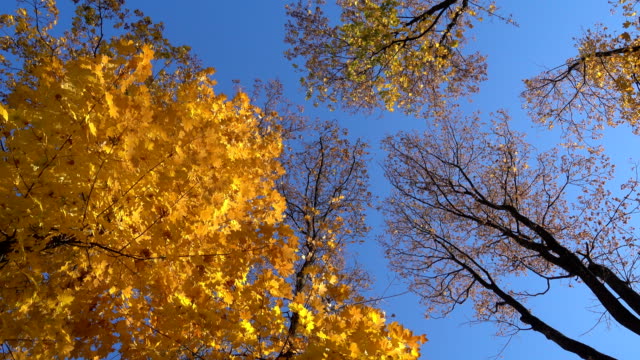 rotierende-Ahornbäume-mit-fallenden-Blätter,-erhöhte-Ansicht
