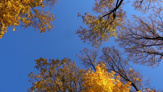 rotating-maple-trees-with-falling-leaves,-high-angle-view