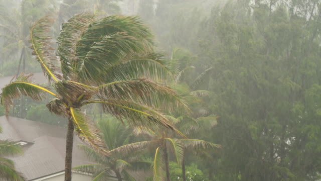 Nahaufnahme-von-Palme-während-tropischer-Sturm