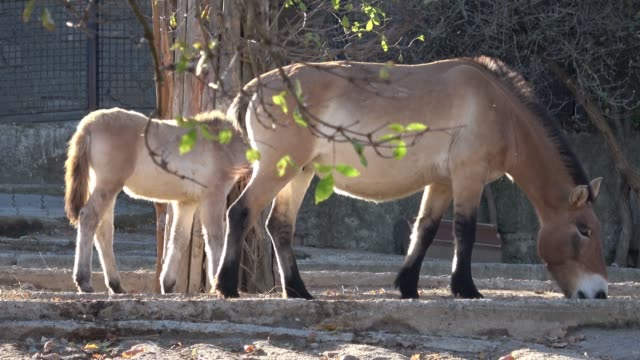 Equus-Przewalskii,-Wildpferd.-Auch-bekannt-als-mongolische-Wildpferd-oder-Dzungarische-Pferd.