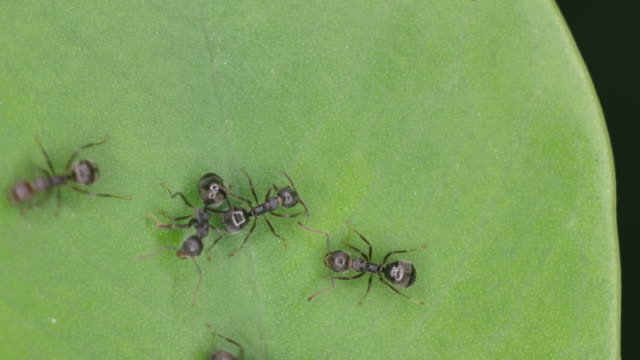 Ameisen-auf-das-grüne-Blatt
