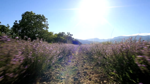 Walking-in-a-lavender-field-on-a-sunny-day