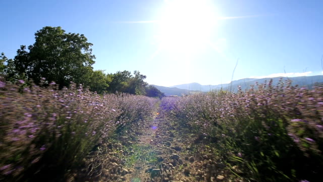 Fuß-in-ein-Lavendelfeld-an-einem-sonnigen-Tag