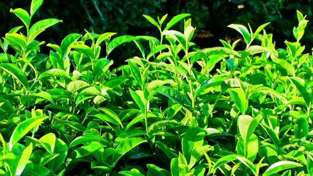 Frau-grüner-Tee-pflücken-lässt-auf-Plantagen-in-der-Provinz-Chiang-Rai-in-Nordthailand.