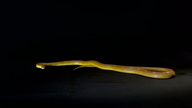 Serpiente-de-maíz