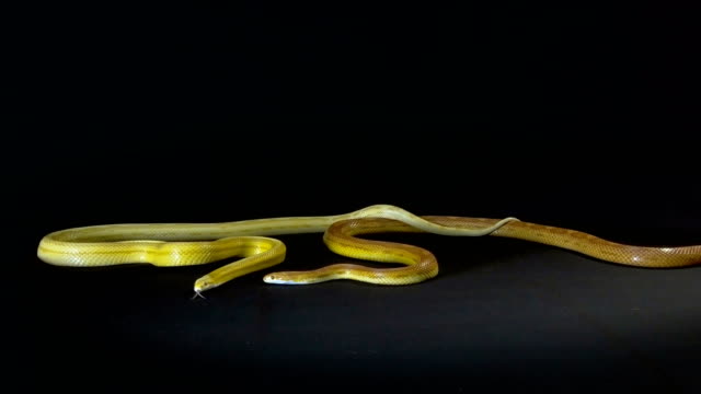 Mais-Schlangen