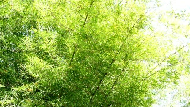 hojas-de-bambú-de-fondo-en-la-resolución-de-K-4-jardín