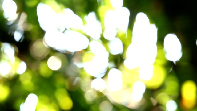 Blurred--bamboo--leaves-with-sunlight-in-Chiangmai-Thailand