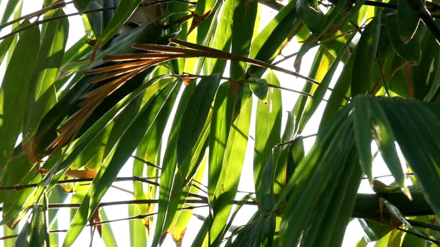 Hojas-de-bambú-con-la-luz-solar-en-Chiangmai-Tailandia