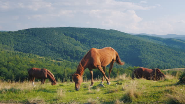 Several-horses-graze-in-a-picturesque-valley-against-the-backdrop-of-the-mountains.-Green-tourism-concept